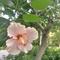披着羊皮的狼