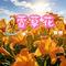 萱草花(Cover 张小斐)