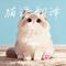 猫语翻译器