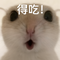 加速小曲 (哈基米)