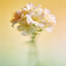 歌唱我们的新西藏 加速版