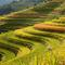 刀酱社会摇