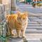 路遇鄂尔多斯的小橘猫