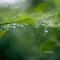 雨滴的声音