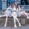桃花药 - 伴奏