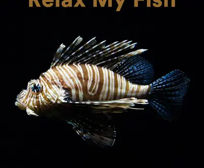 The Fish Flow Relaxation