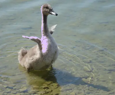 violet cigno
