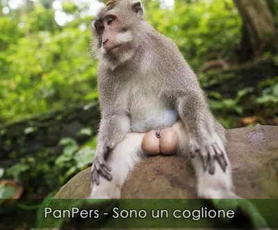 PanPers
