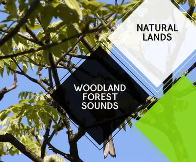 Life Line Nature Sounds