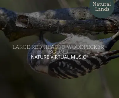 Story of Nature Music Club