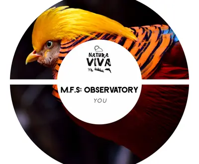 M.F.S: Observatory