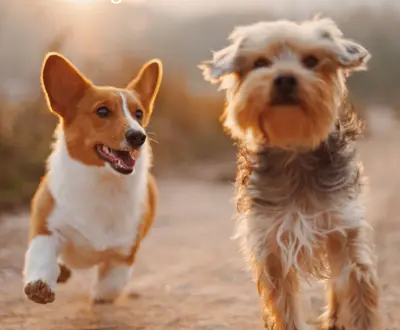 Dog Relaxation Music
